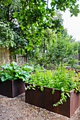 Raised beds made of Corten steel with vegetables and herbs, in between soil made of wood chips