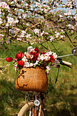 Fahrrad mit Tulpen und Apfelblüten