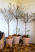 Plant pots on an autumnal veranda