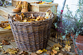 Willow basket with autumn leaves on the veranda