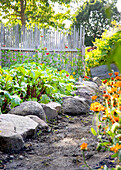Beet plants next to flowering summer zinnias in a garden bed with stone border