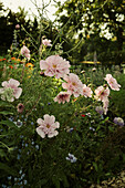 Light pink, double click cosmos in the garden