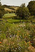 Blumenwiese, im Hintergrund Hügellandschaft