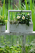 Arrangement of roses, muehlenbeckia and ivy in a wooden box in garden