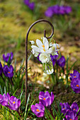 Mini bouquet with crocuses (Crocus), primrose, Grape hyacinth, and snowdrops in hanging vase