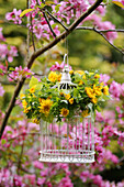 Dandelion wreath on birdcage in ornamental apple tree
