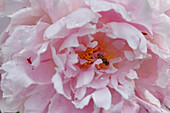Peony, pink blossom with bee (Paeonia), macro shot
