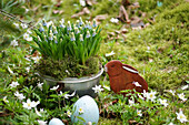 Grape hyacinths (Muscari) planted in saucepan and Easter decorations in garden