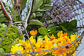Freshly cut tea herbs and marigolds (calendula) in a basket