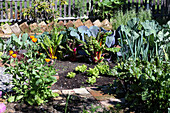 Vegetable patch with chard in the garden