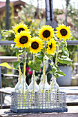 Bügelflaschen mit Sonnenblumen im Flaschenkorb