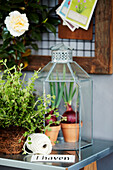 Bulbs in mini glass house and herbs