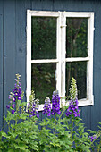 Delphinium in front of a blue-painted wooden house (Delphinium)