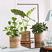 Plants on desk
