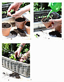 Separating plants and putting them into pots, transplanting young plants into boxes