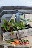 Vegetable plants in the wooden box