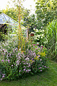 Blühende Kräuter vor dem Gewächshaus in sommerlichem Garten