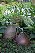 Broken pitcher, uprooted sugarloaf spruce, ivy and hosta in the garden