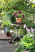 Hydrangea in pot on vintage table in garden