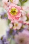 Pink lily flower, macro