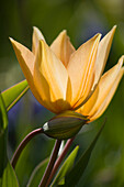 Bunte Tulpen im frühlingshaften LIcht