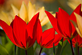 Bunte Tulpen im frühlingshaften LIcht