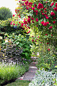 Lush red roses along the garden path