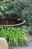 Old tub with water feature, surrounded by Japanese maple and Cow Parsnip