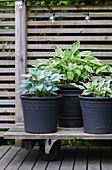 Hostas ('Halcyon', 'Francee' and 'Twilight') in pots on wooden trolleys