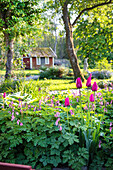 Bleeding heart and tulips in the spring garden, view between tree trunks on wooden garden shed