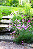 Thrifts along the garden path with flagstones