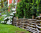 DIY border made of round posts and Clematis 'Guernsey Cream' in the garden