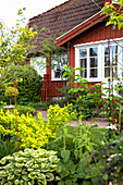 Kletter-Spindelstrauch, gelbe Berberitze und gelbblättrige Funkie vor dem Haus im Garten