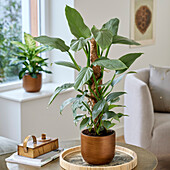 Philodendron Silver Queeen