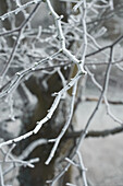 Branches with hoarfrost in winter