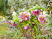 Gefülltblühende rosa Lenzrose (Helleborus) 'Double Ellen Picotee' im Beet