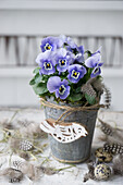 Horned violets in a pot surrounded by quail eggs and feathers