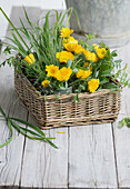 Marigolds (calendula) with grasses in a basket