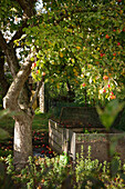 Compost heap under an apple tree