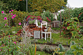 Decorations with an old chair in a natural allotment garden with cosmos flowers (Cosmea)