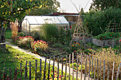 A natural autumnal garden with shrubs and raised beds with a greenhouse in the background