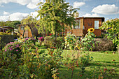 An allotment garden in autumn with sunflowers and asters