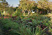 An allotment garden with mixed beds and an apple tree