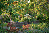 A large raised bed under a quince tree in an allotment garden