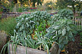A raised bed in an autumnal allotment garden with Brussels sprouts and leeks