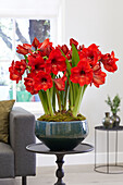Ritterstern (Hippeastrum) 'Red Rival'