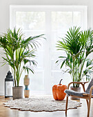 Potted plants in living room