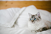 Cat on bed