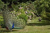 Blue peacock in a rose garden, Germany