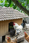 Rooster with hens in front of a hen house (chicken coop)